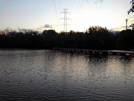 大安トラウトレイク 釣果